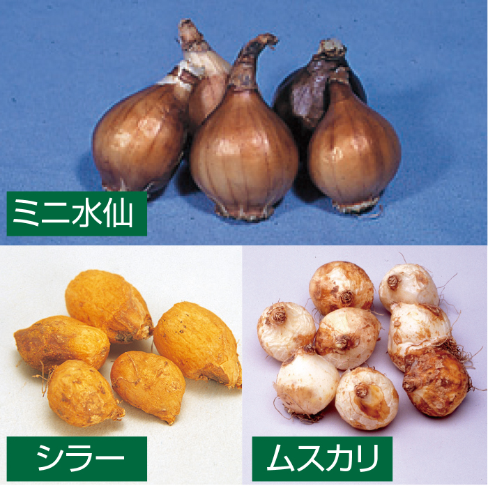 かかしさんのja 農協 通信販売 植えっぱなし球根福袋ミックス 100球 かかしさんのja 農協 通信販売 植えっぱなし球根福袋ミックス 100球
