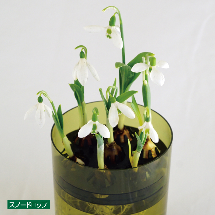 かかしさんのja 農協 通信販売 植物まるはだか スノードロップ ミニアイリス 2個セット かかしさんのja 農協 通信販売 植物まるはだか スノードロップ ミニアイリス 2個セット