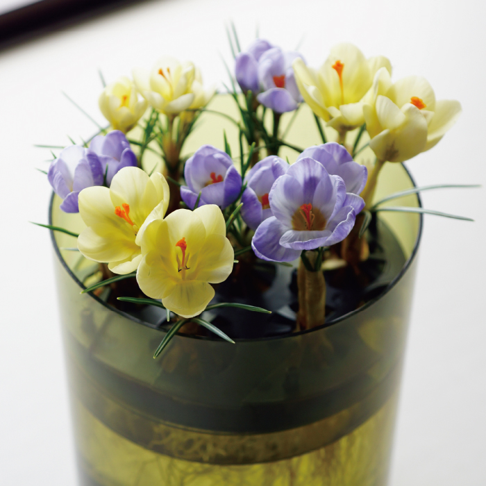 かかしさんのja 農協 通信販売 植物まるはだか ミニチューリップ 早咲きクロッカス ２個セット
