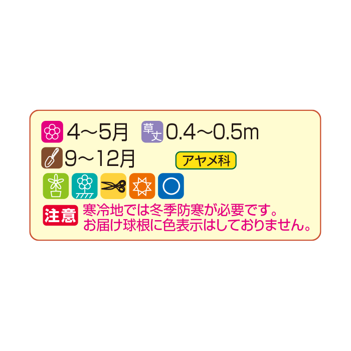 かかしさんのja 農協 通信販売 切り花におすすめのイキシア混合 30球