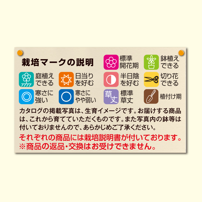 かかしさんのja 農協 通信販売 切り花におすすめのイキシア混合 30球