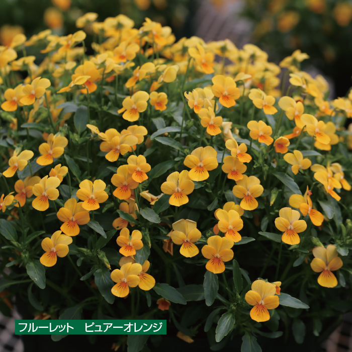 買取 花苗 ビオラ ワンダーランドピンクラビット 2株 www.hotelpr.co.uk